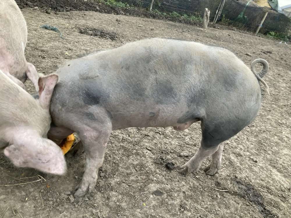 Vier pietrain belgian