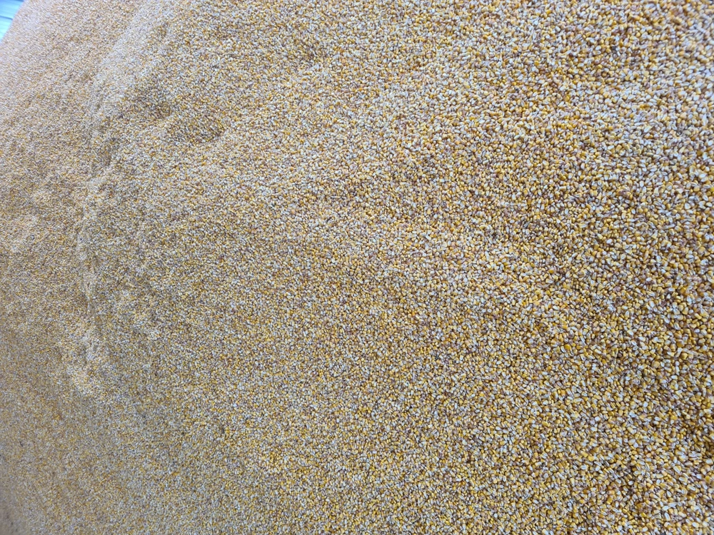 Vând porumb producția 2025