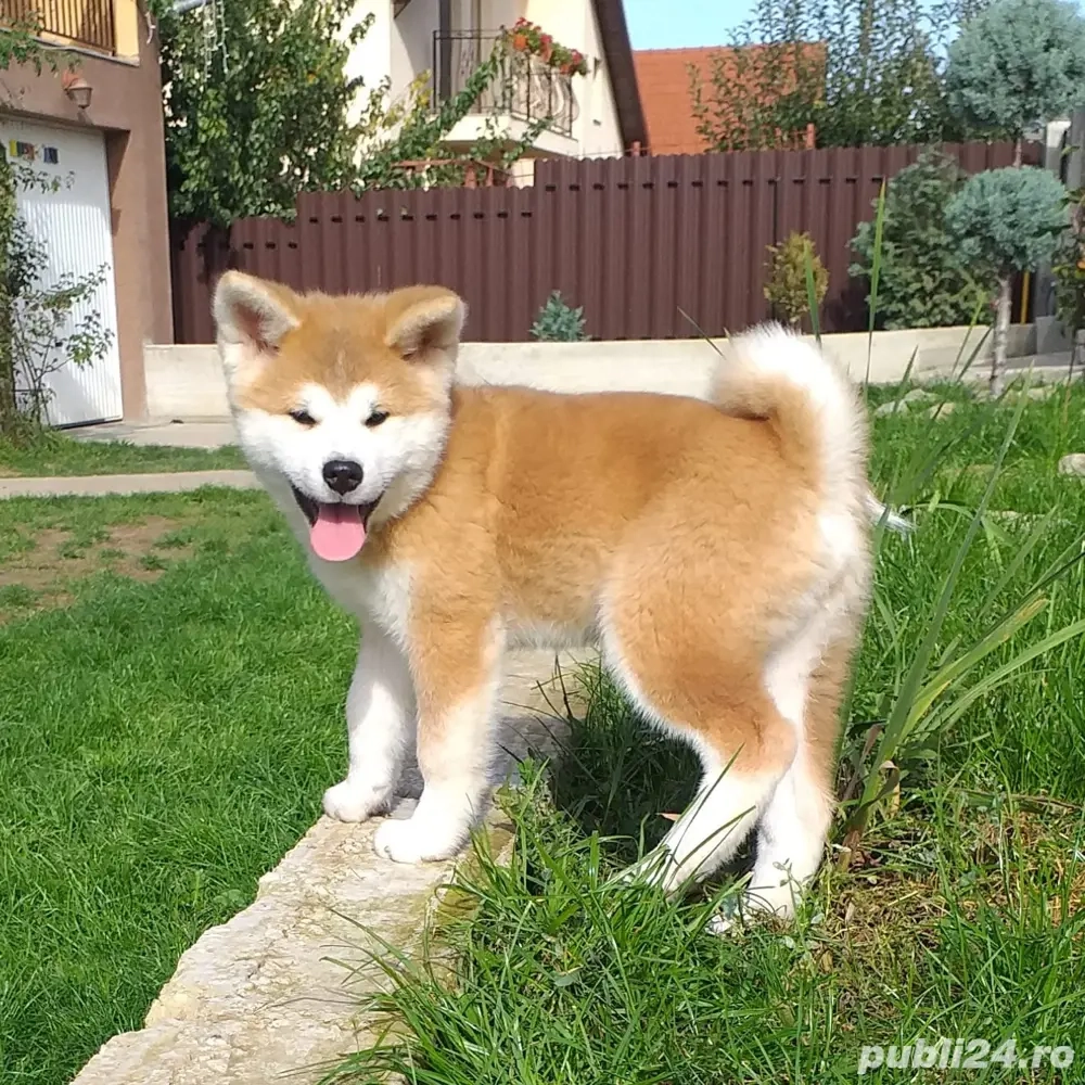 Akita Inu Japonez pedigree tip A