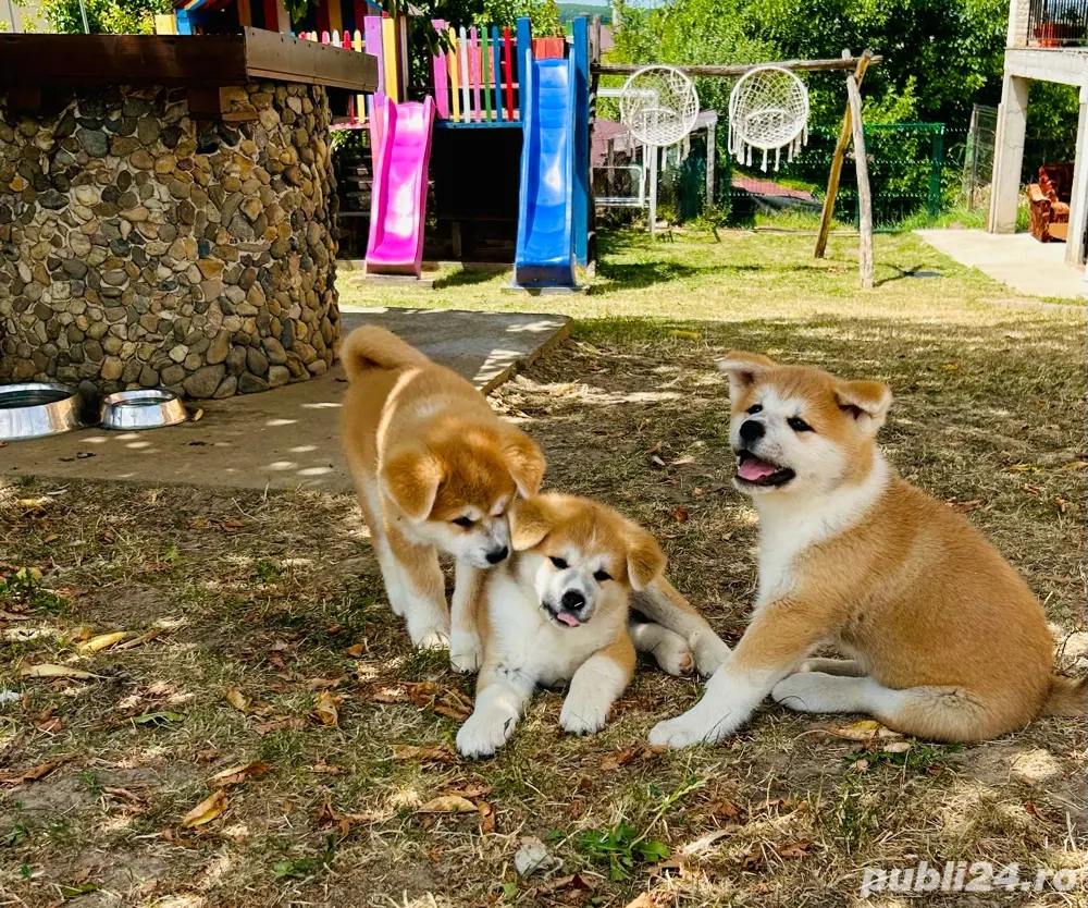 Akita Inu Japonez pedigree tip A