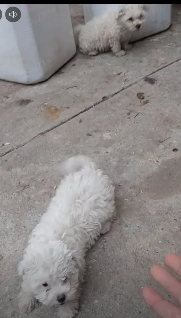 Vand Pui Bisoni Maltezi