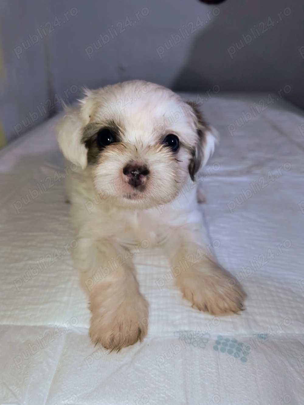 Căței bichon havanez 