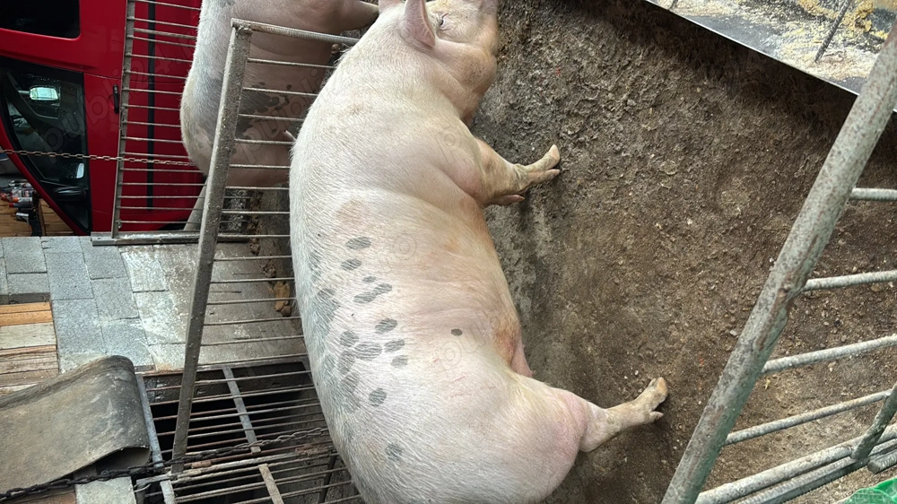 Vând Porc 200kg +