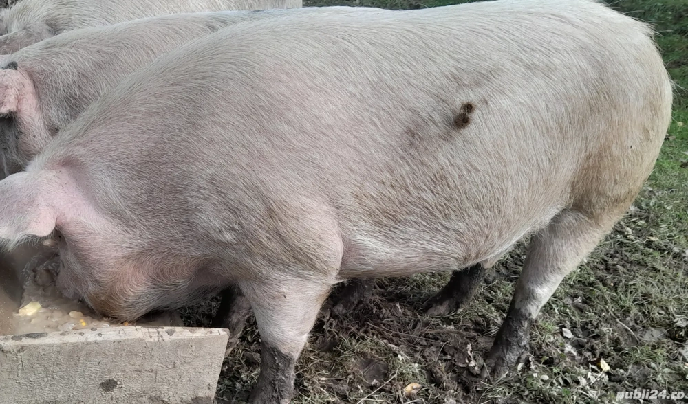 De vânzare  porc de 180 kg