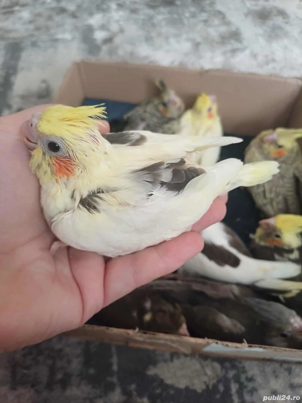 Nimfe puiuti , blanzi crescuti la mana 