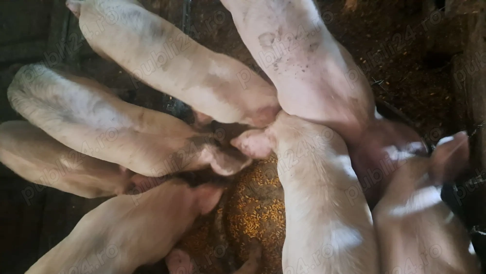 Vând purcei. Detalii la telefon