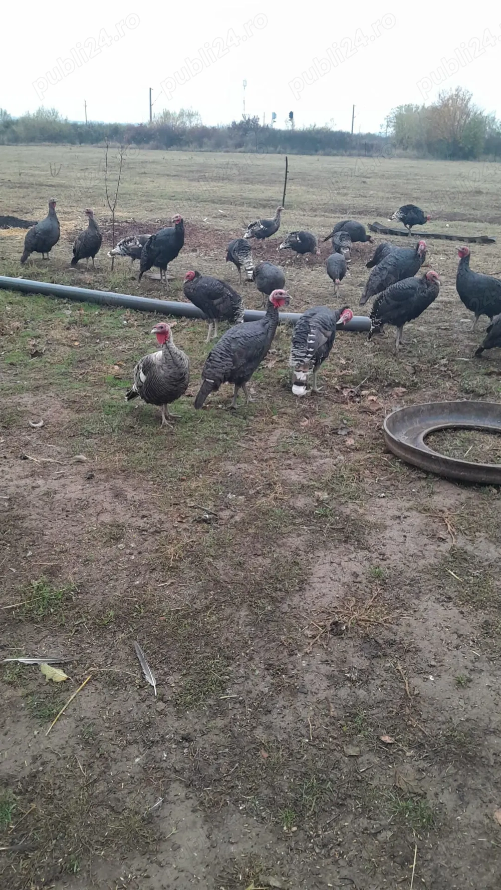 Curci si curcani de vanzare