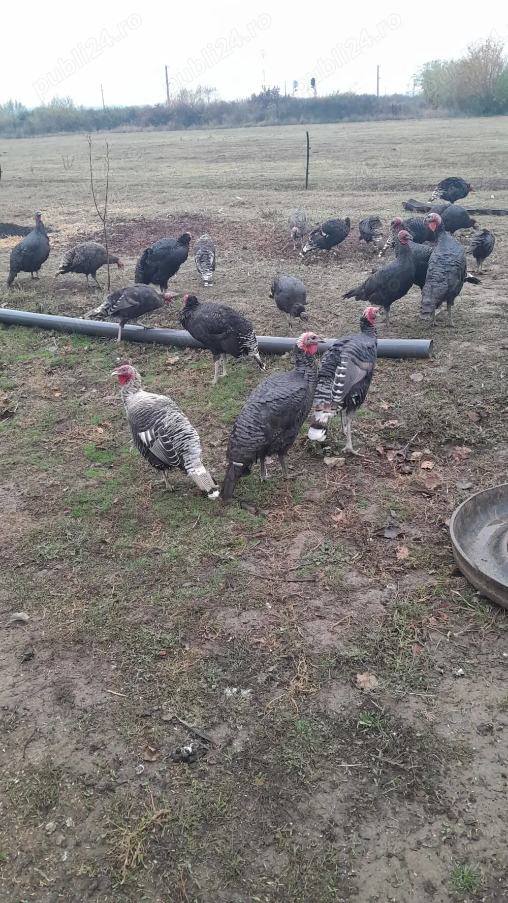 Curci si curcani de vanzare