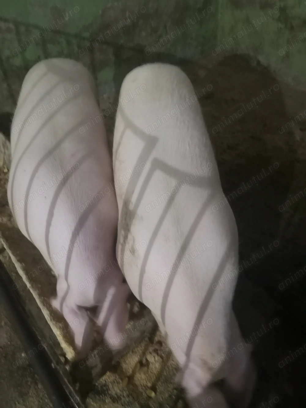 Porci de vânzare în Sibiu 