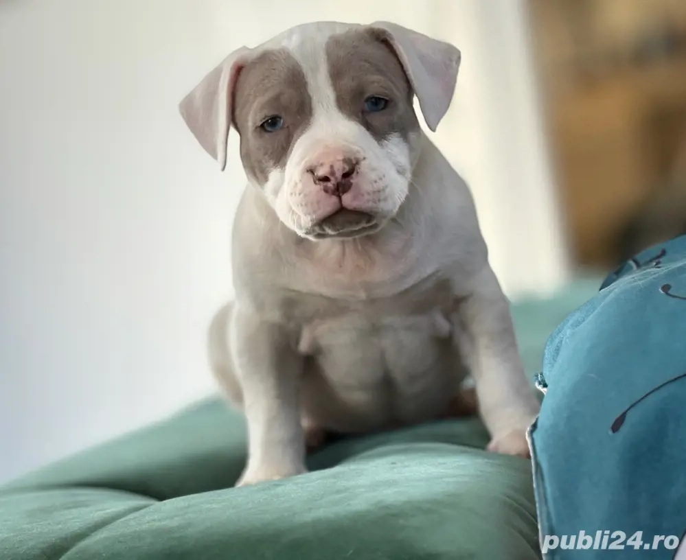 Femela american bully 