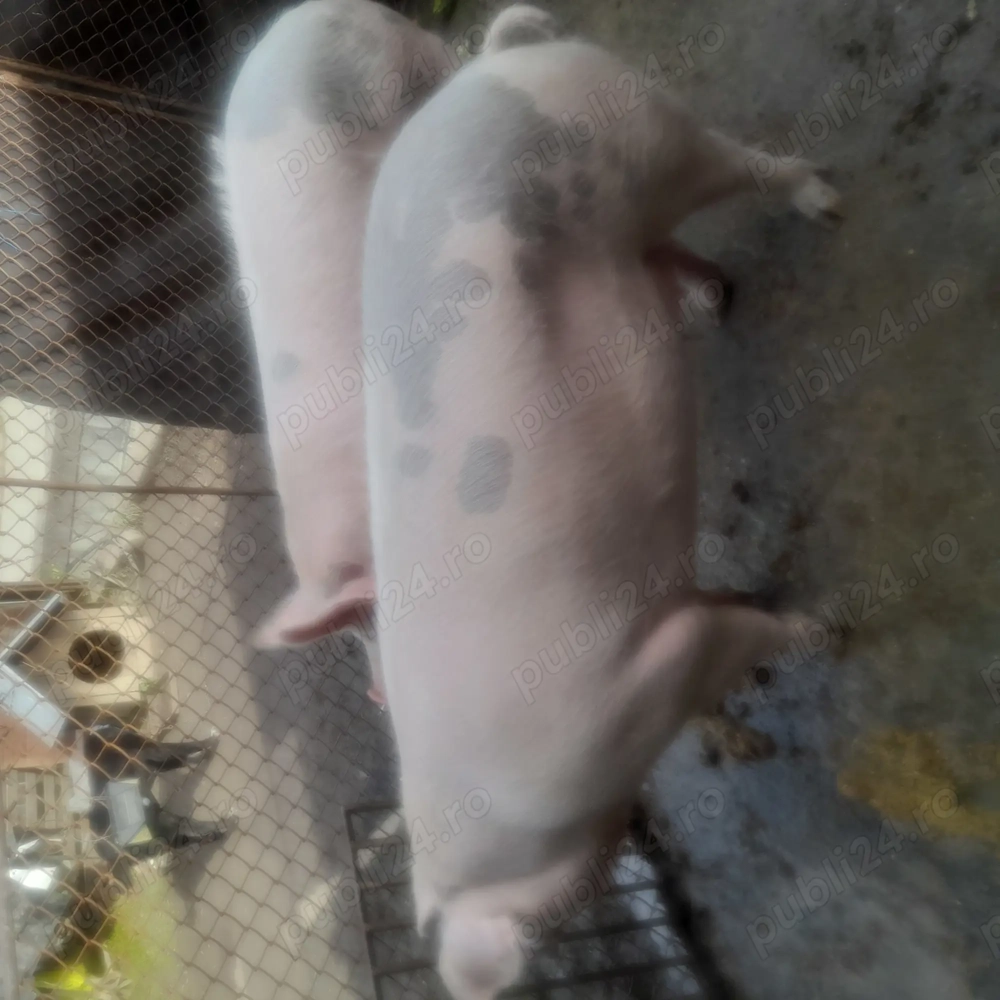 Porci de vanzare 
