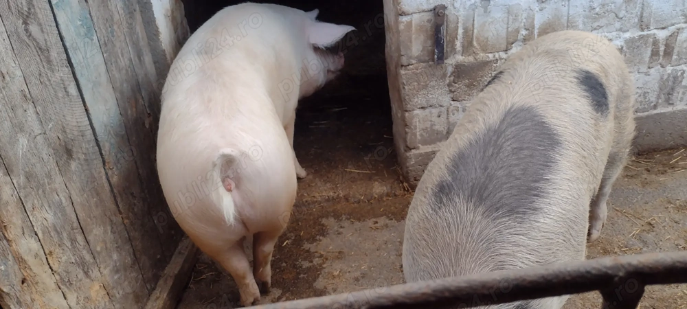 Porci Grași 180-200 kg