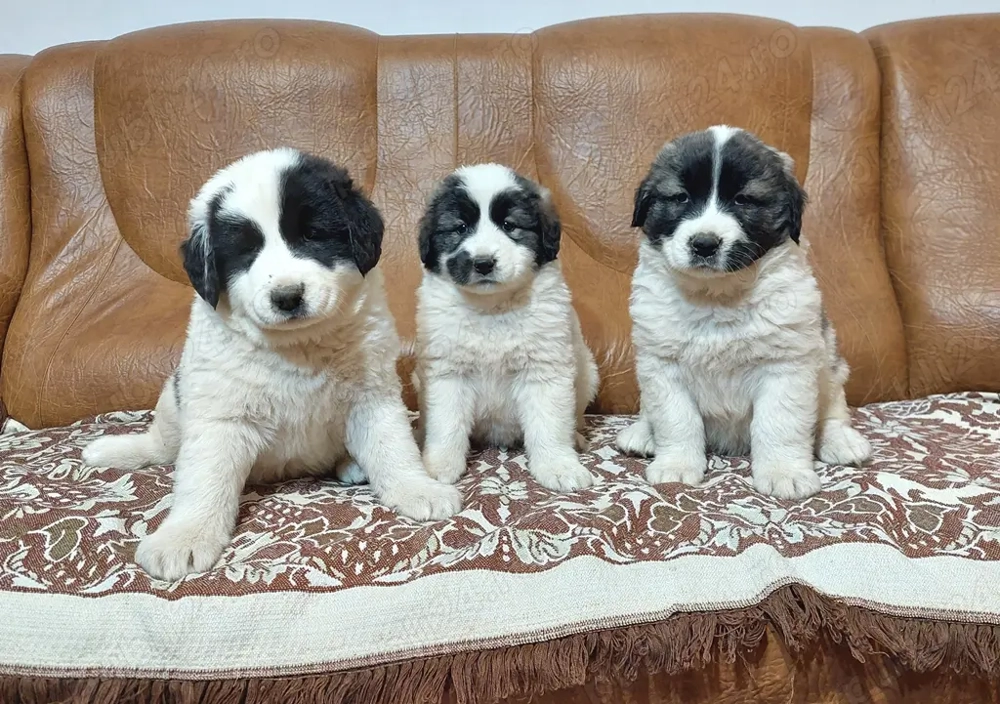 Pui Ciobanesc De Bucovina