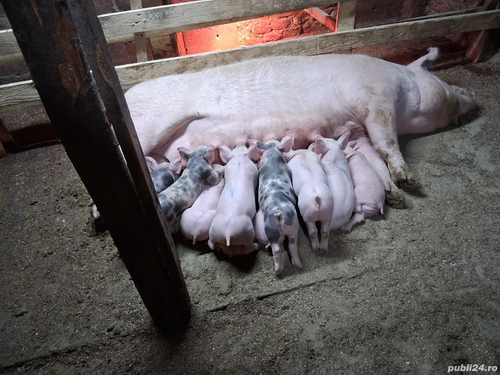 vând scroafă cu purcei 