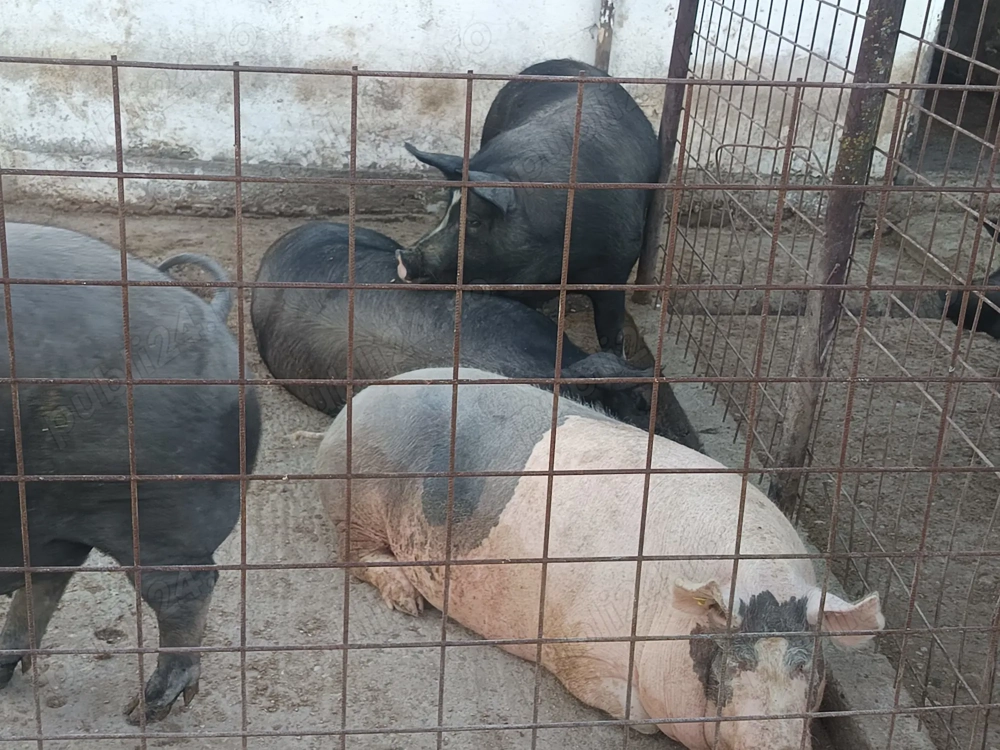 Vând porcii  sau schimb cu porumb .