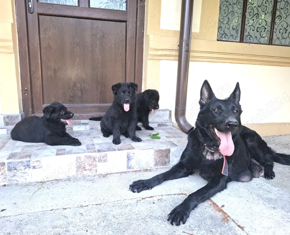 Pui superbi de ciobanesc german negri -parinti cu pedigree