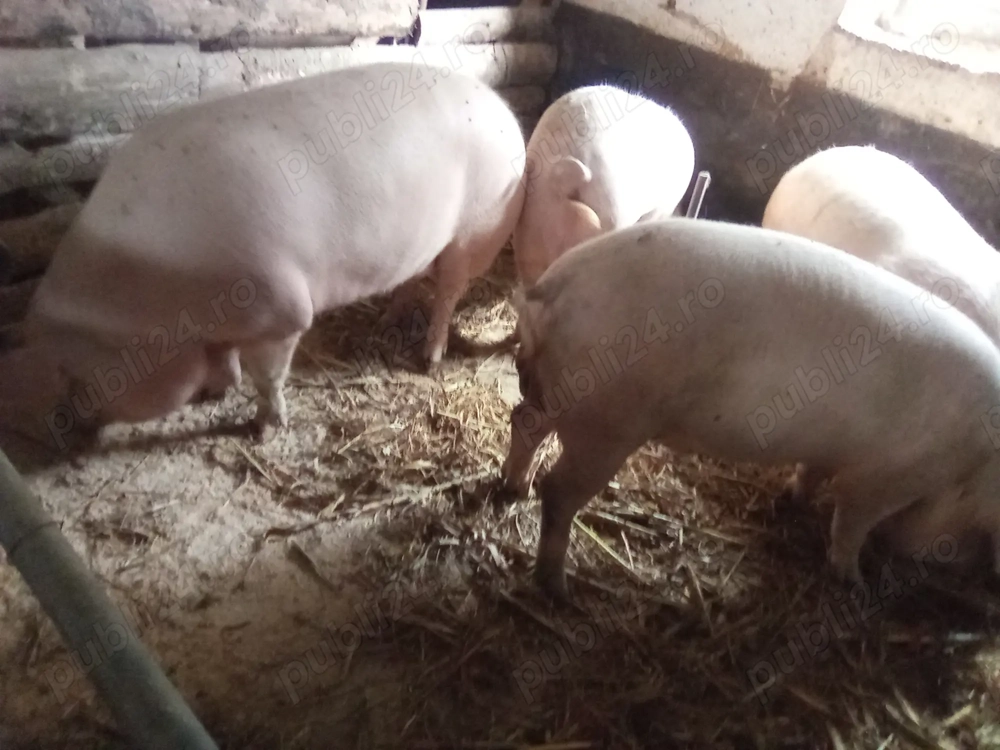 Vând  porcii crescuți natural !