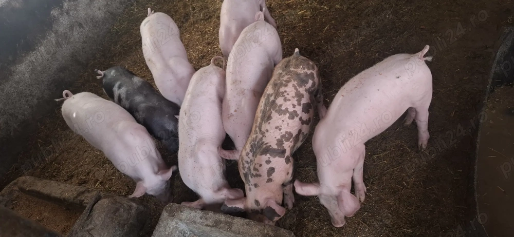 Purcei rasa Pietrain, 2 luni!