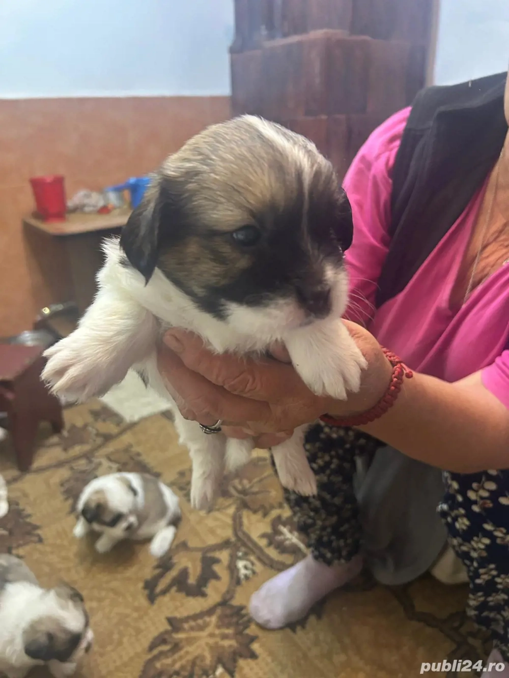 shitzu metis băieți și fete 