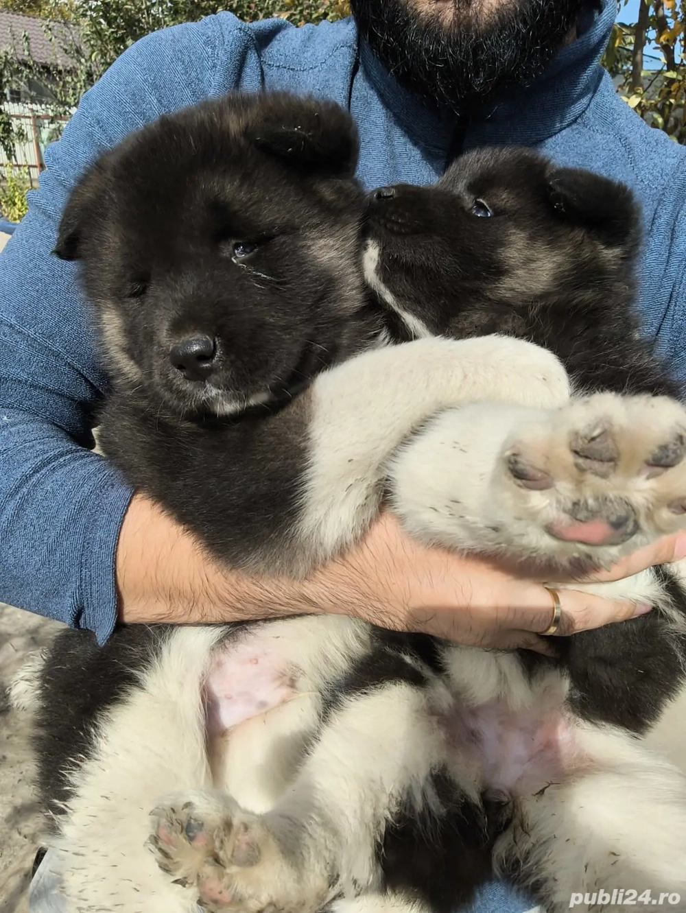 Pui Akita American