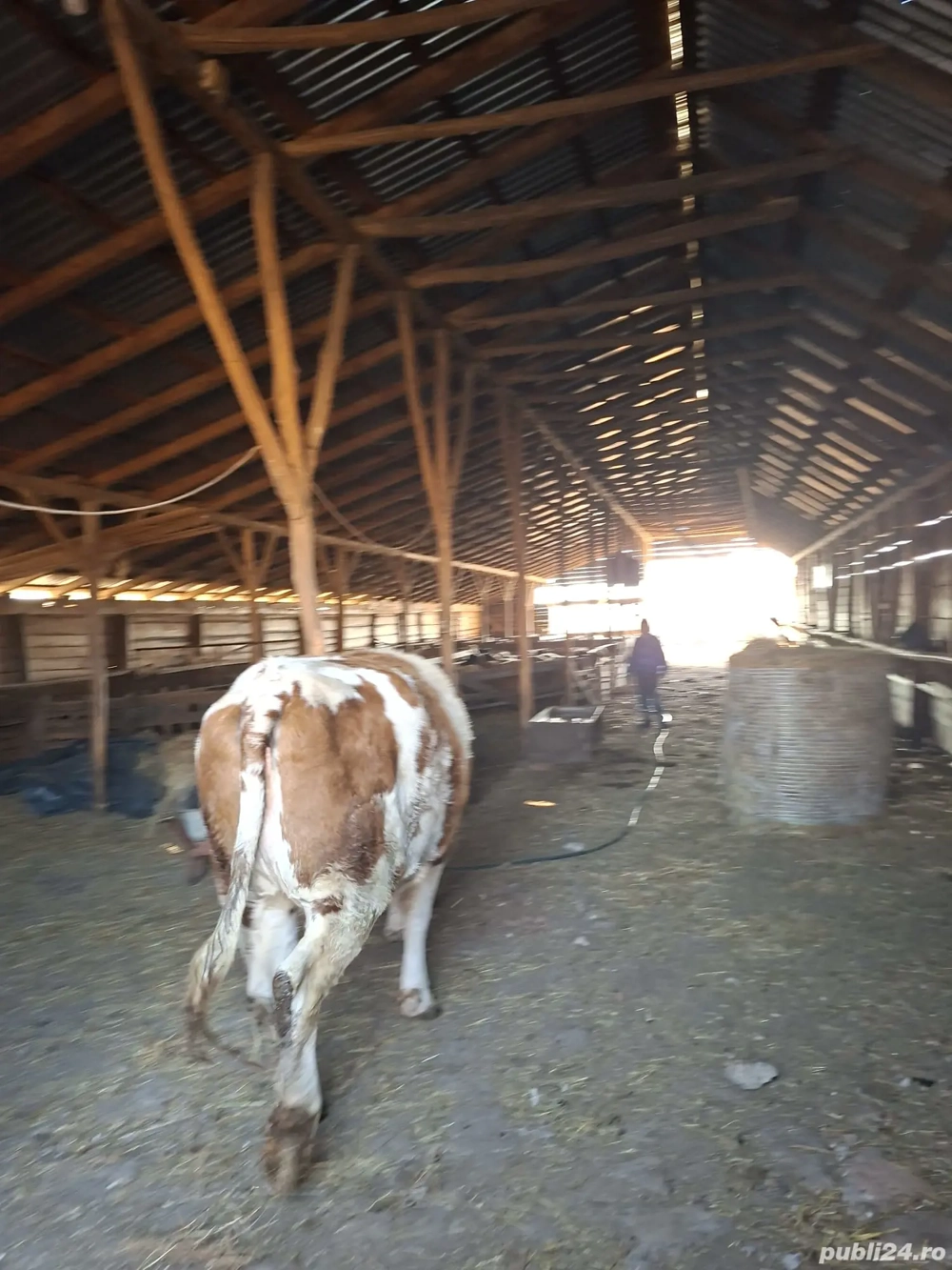 Vând vaca rasa balțată romaneasca.vârsta 2 ani si 6 luni.gestanta în luna a-4-a.Pret 1900 de euro.