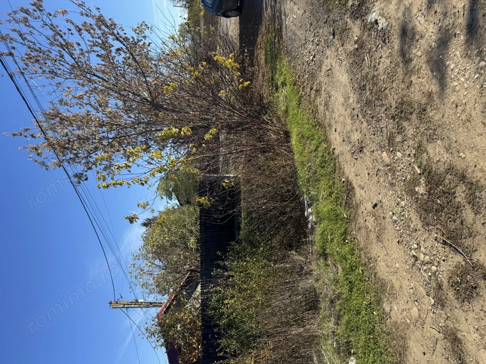 Loturi 500 mp Buftea Darza 