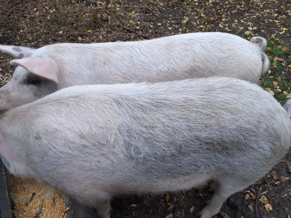 Doua grăsune de vânzare 