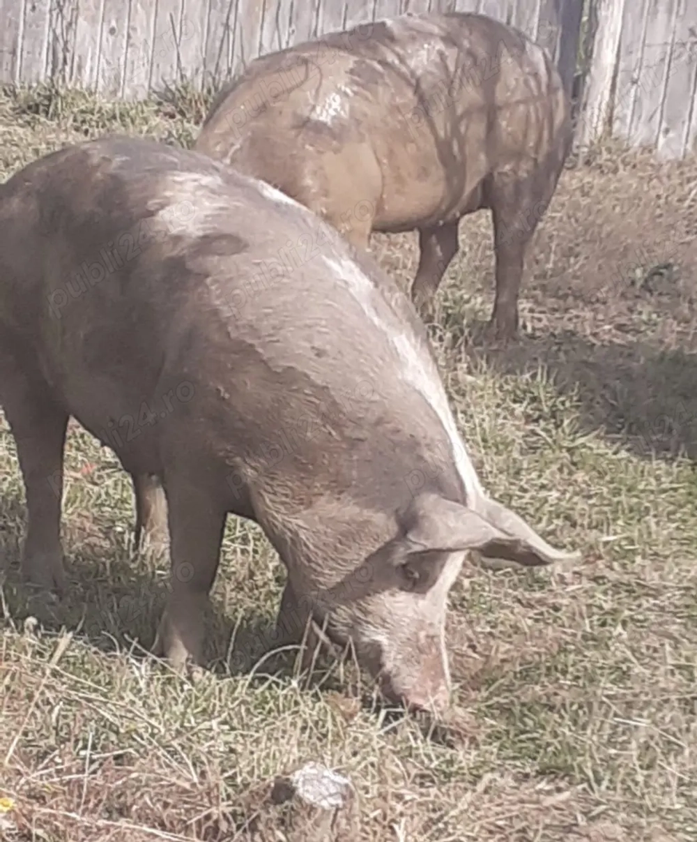 Porci rasa Carne Pietrain