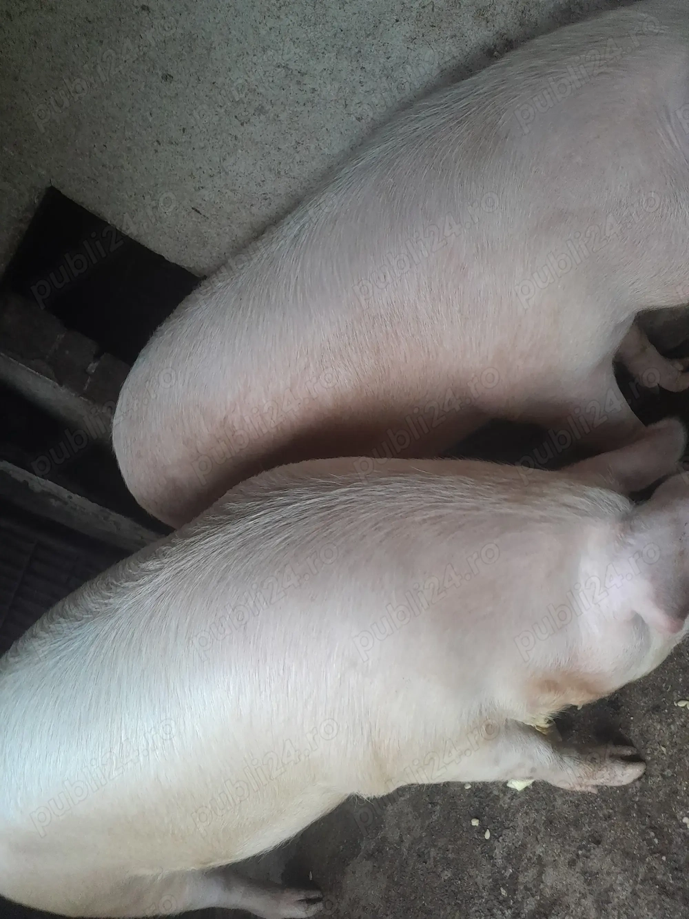 Porci crescuți bio din