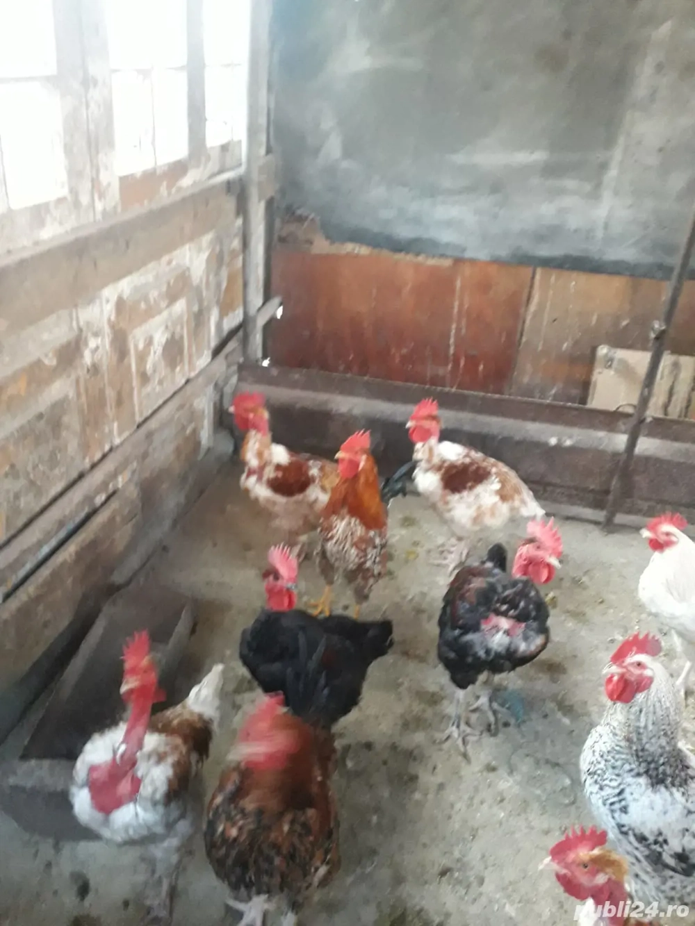 Vând păsări și răți