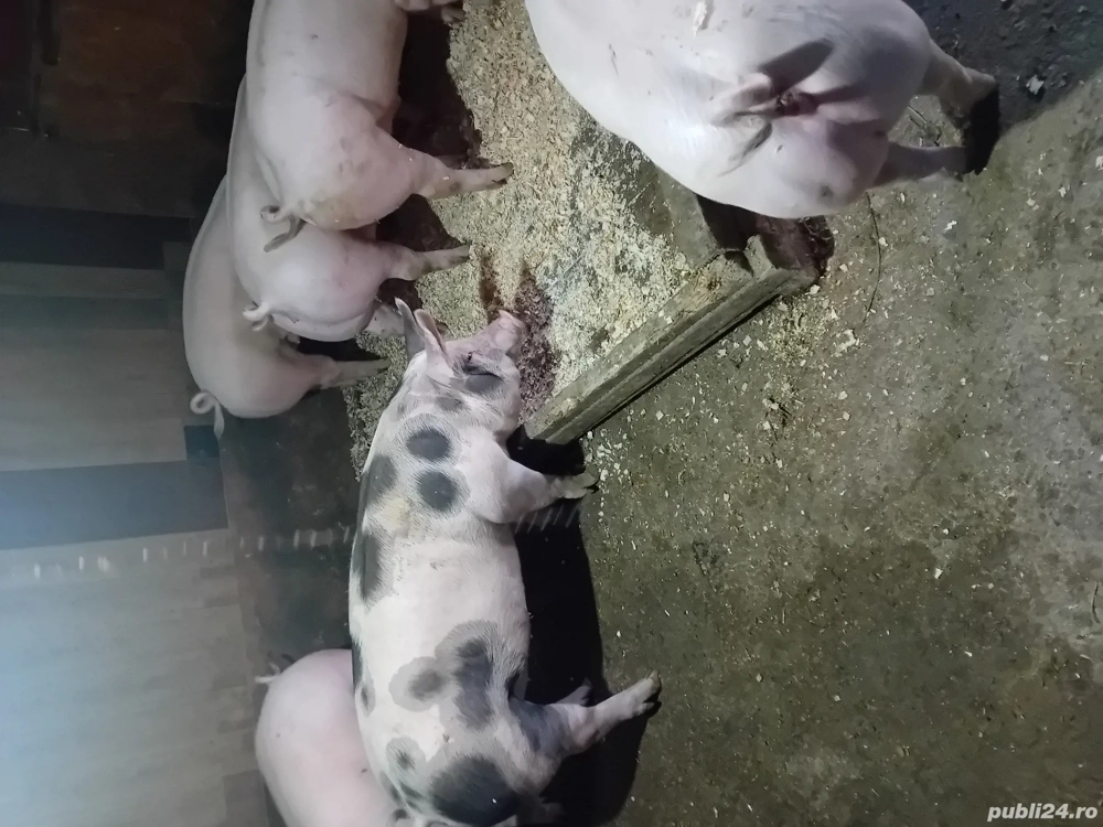 de arvunit 100kg  140kg