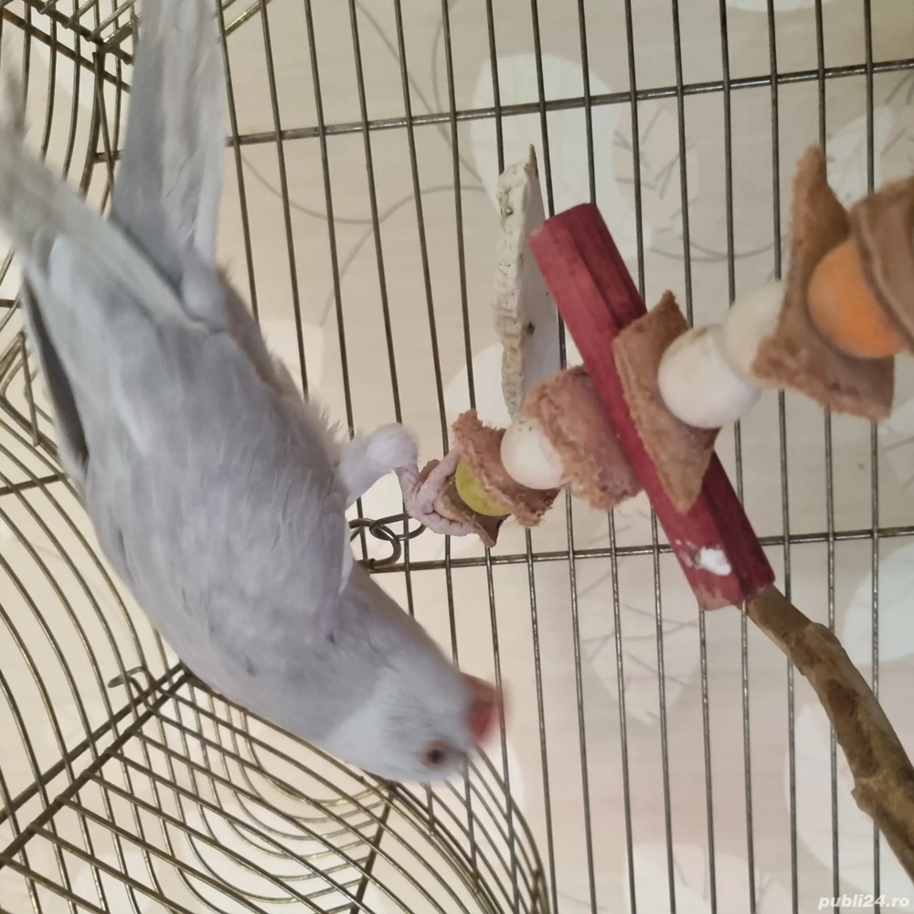 vînd papagal micul Alexandru 