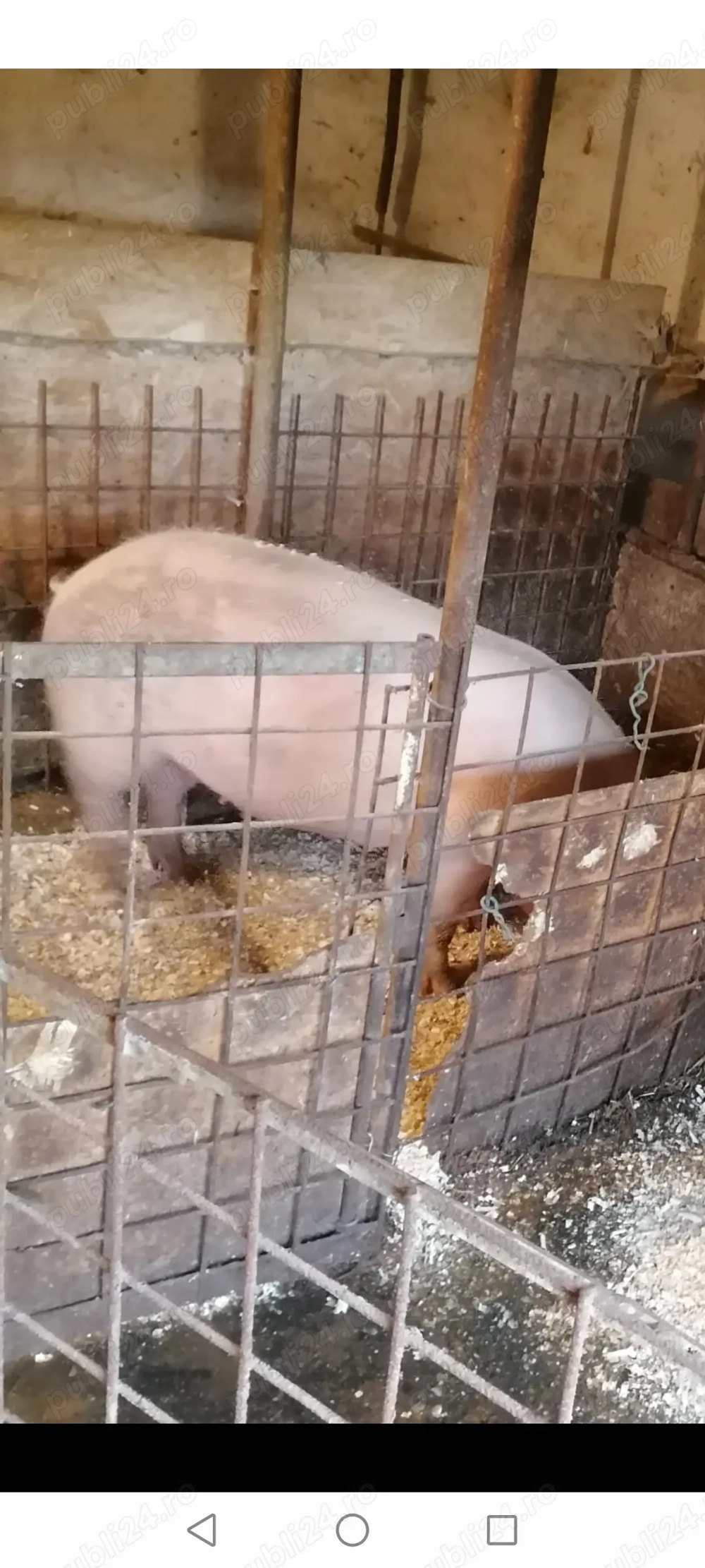 Vând scrofița marele albu detalii la   