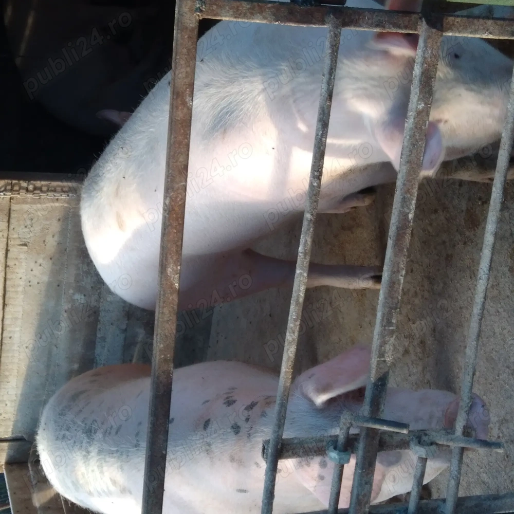 Porc de vanzare ptr.Crăciun 