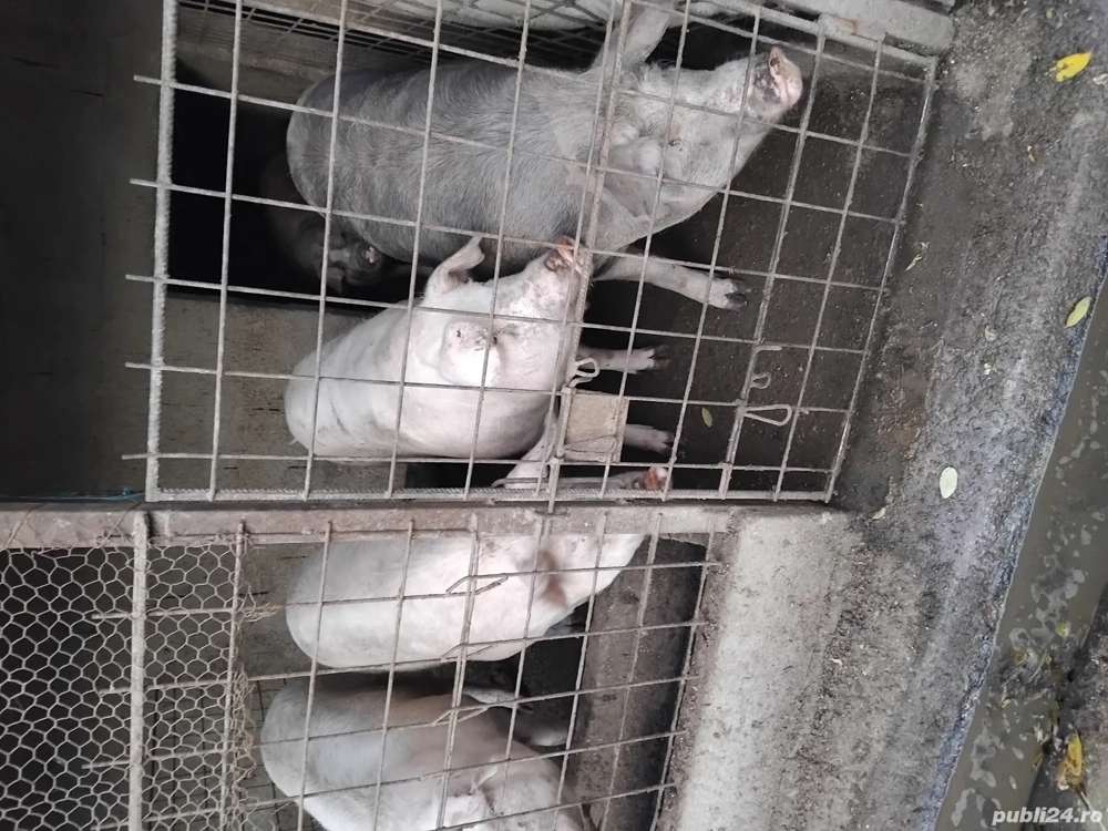 vand porci sunt crescuti natural 