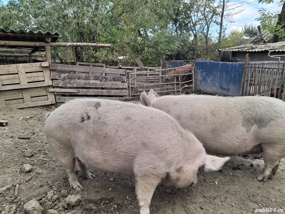 Doua scroafe de sacrificat 