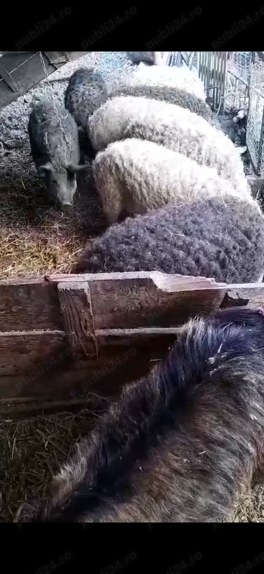 Schimb porci mangalita