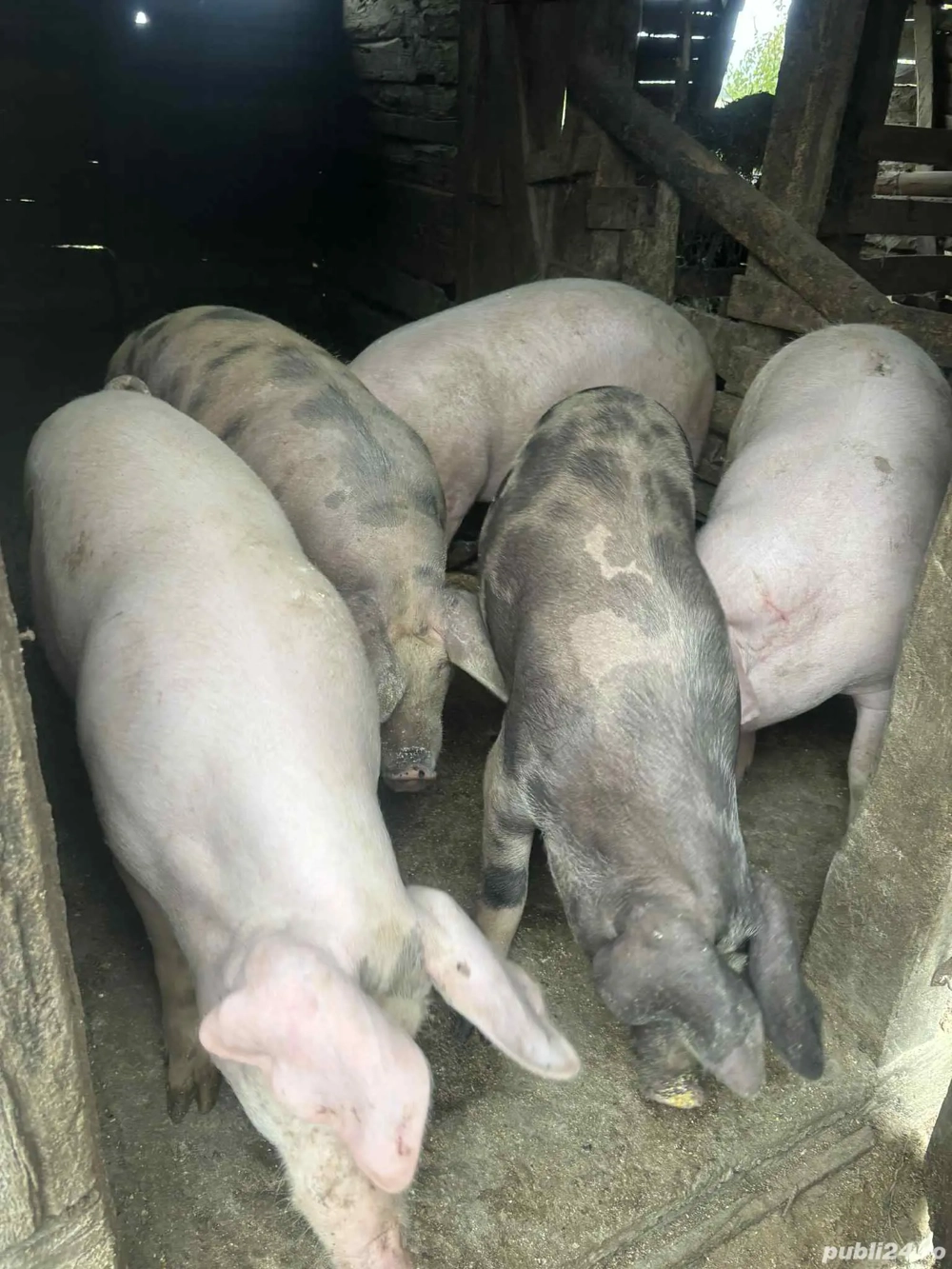 porci de vanzare de 100-110kg