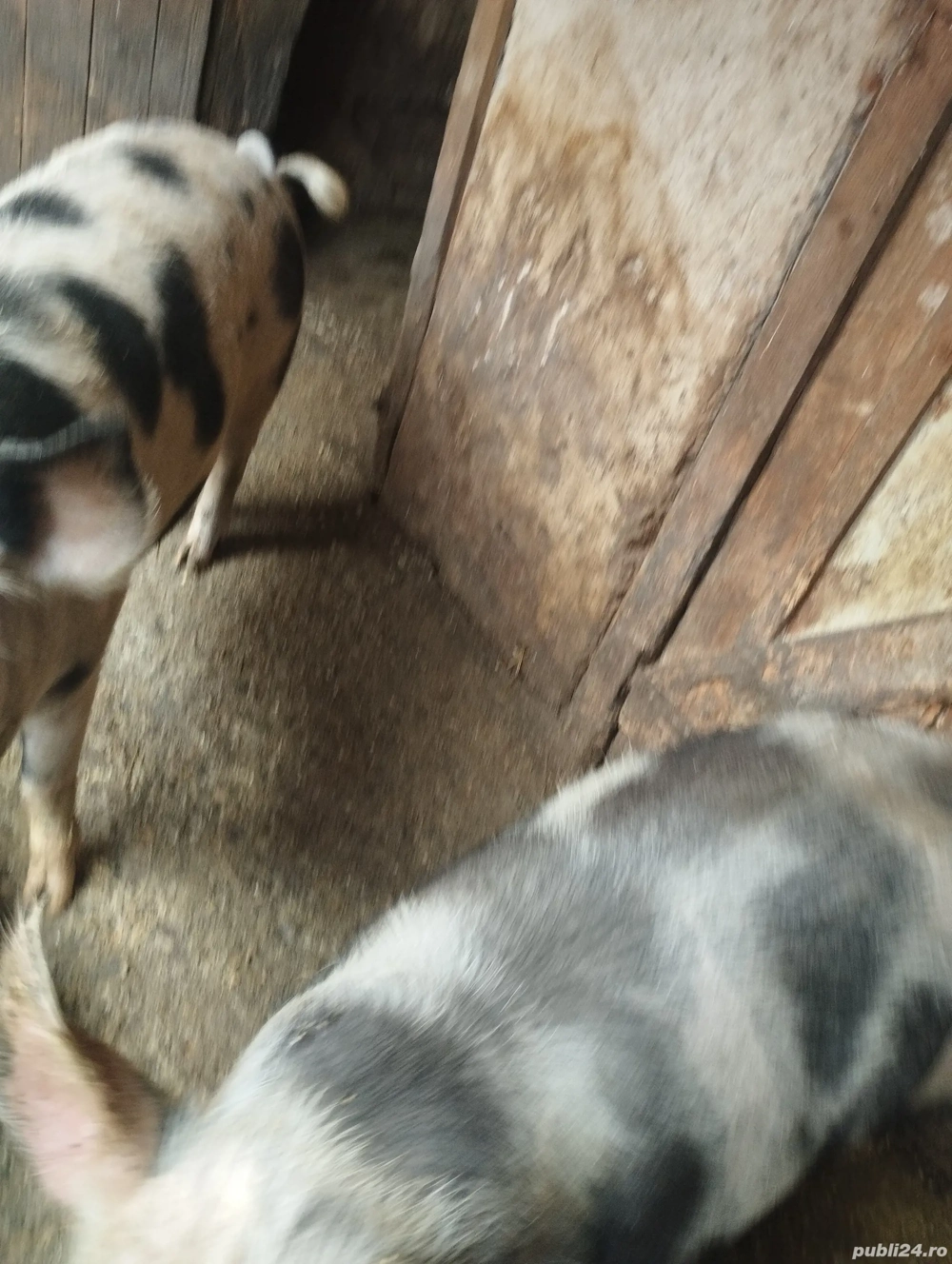 Vând porci pentru sacrificat