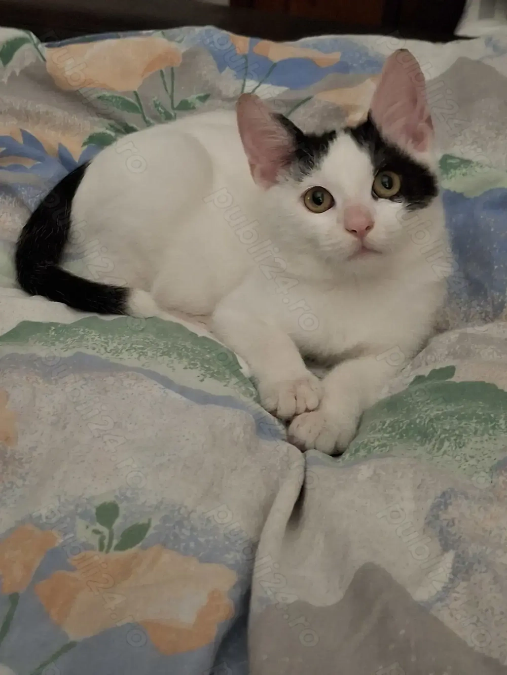 Adopție motănel 10 luni, Bucureşti 