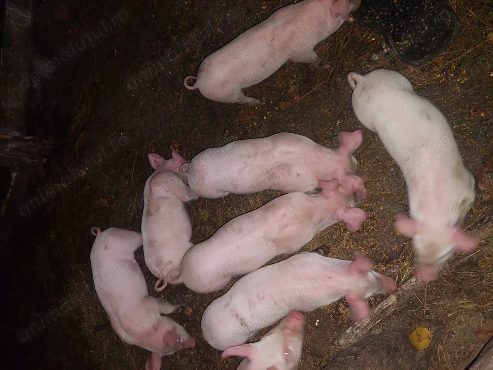  Vând purcei 6 săptămâni.