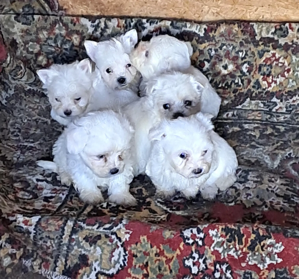 Vând cățeii bichon bishon