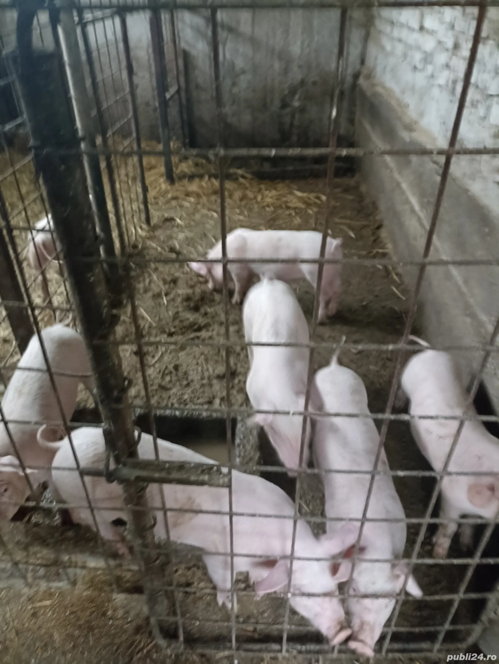 Vând Purcei de rasa 