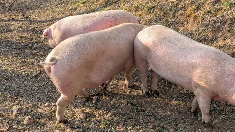 Porci de vanzare