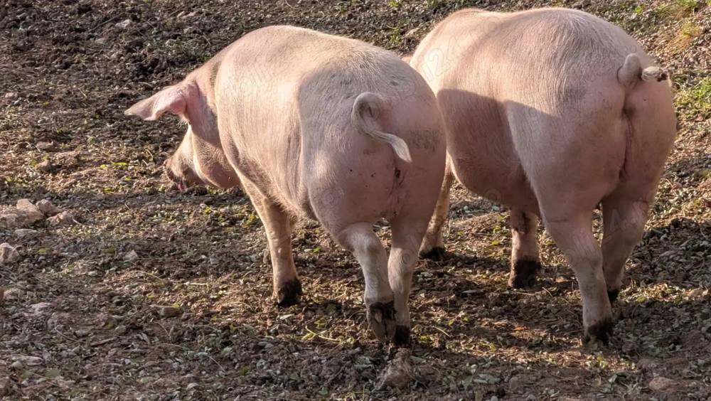 Porci de vanzare 