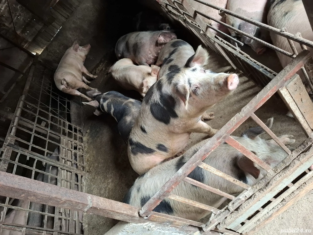 porcii pentru Crăciun 