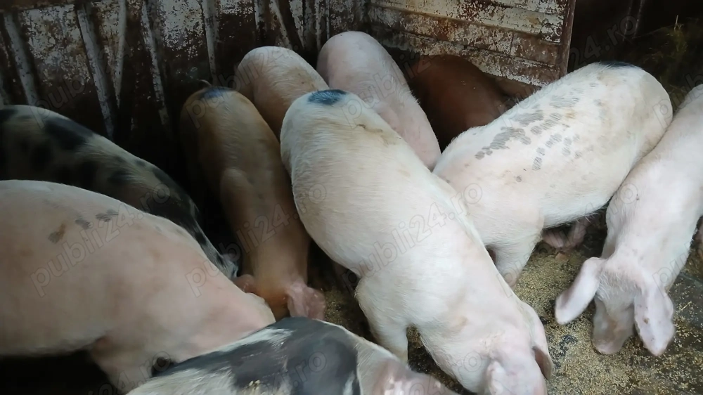 Purcei de vânzare ultimele exemplare!