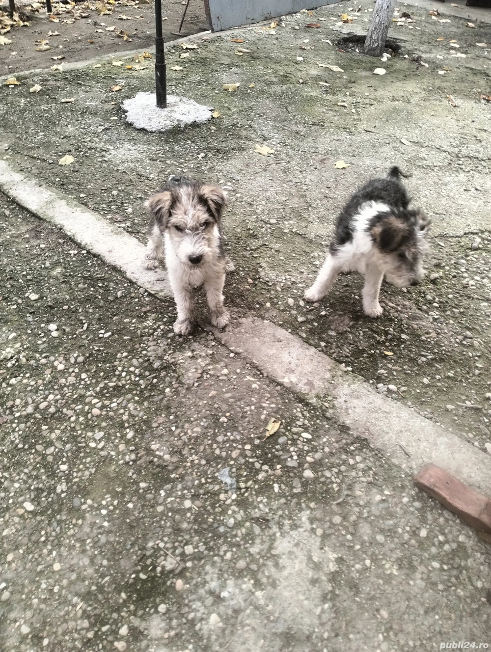 3 baieti si o fata fox terrier