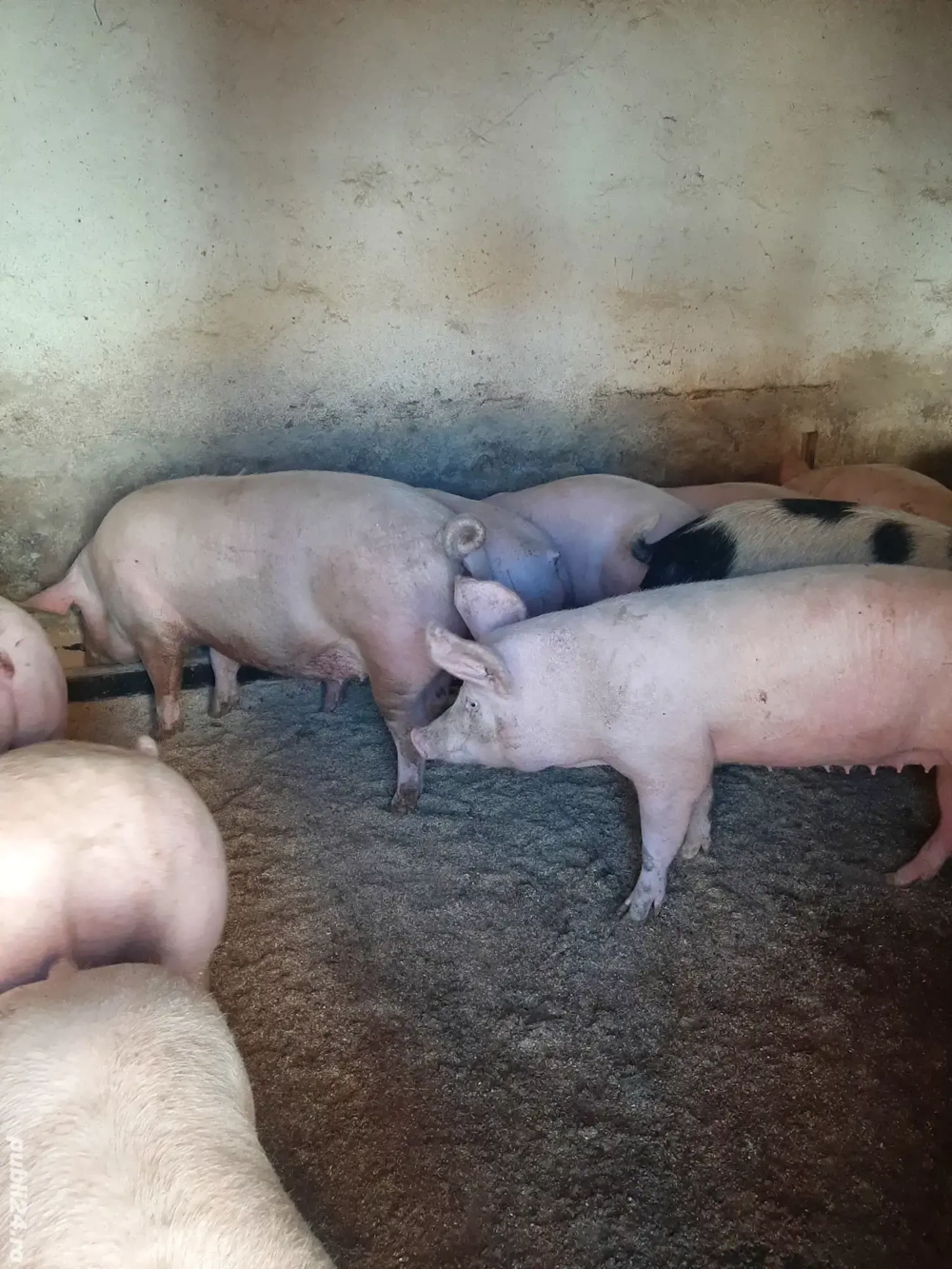 vând porci de carne diferite mărimi 