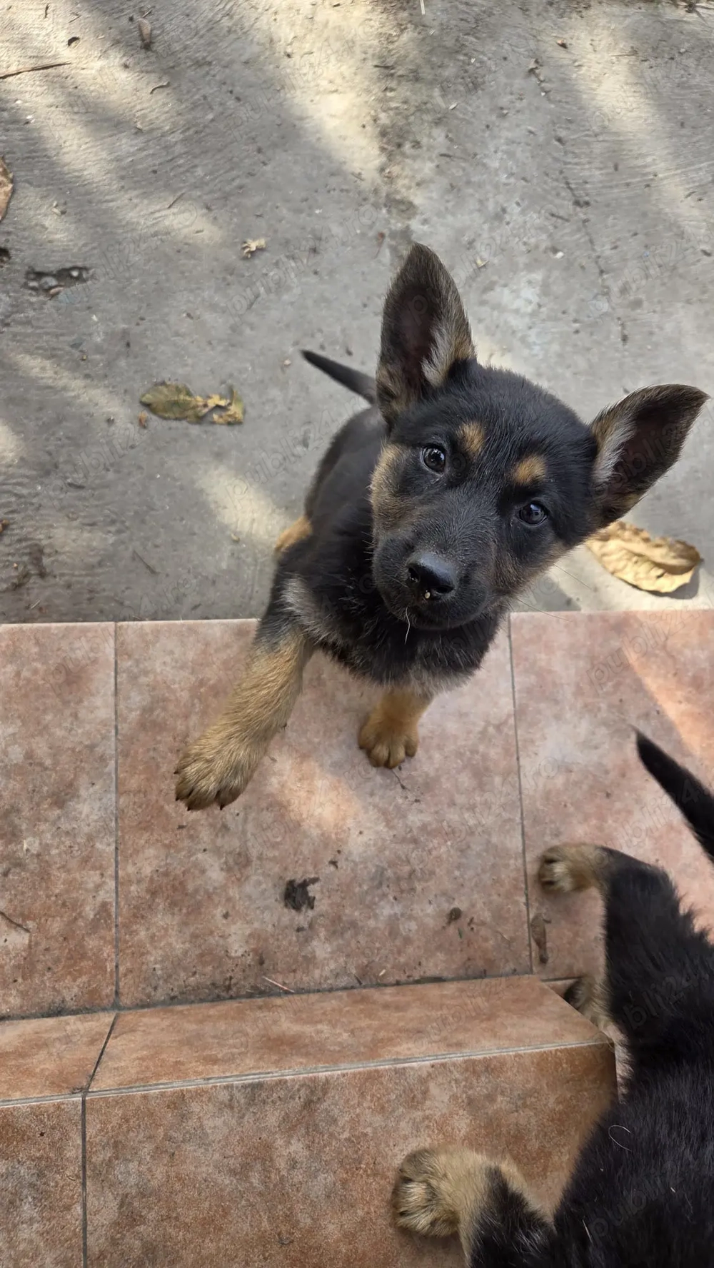 Caini ciobanesti german de vanzare